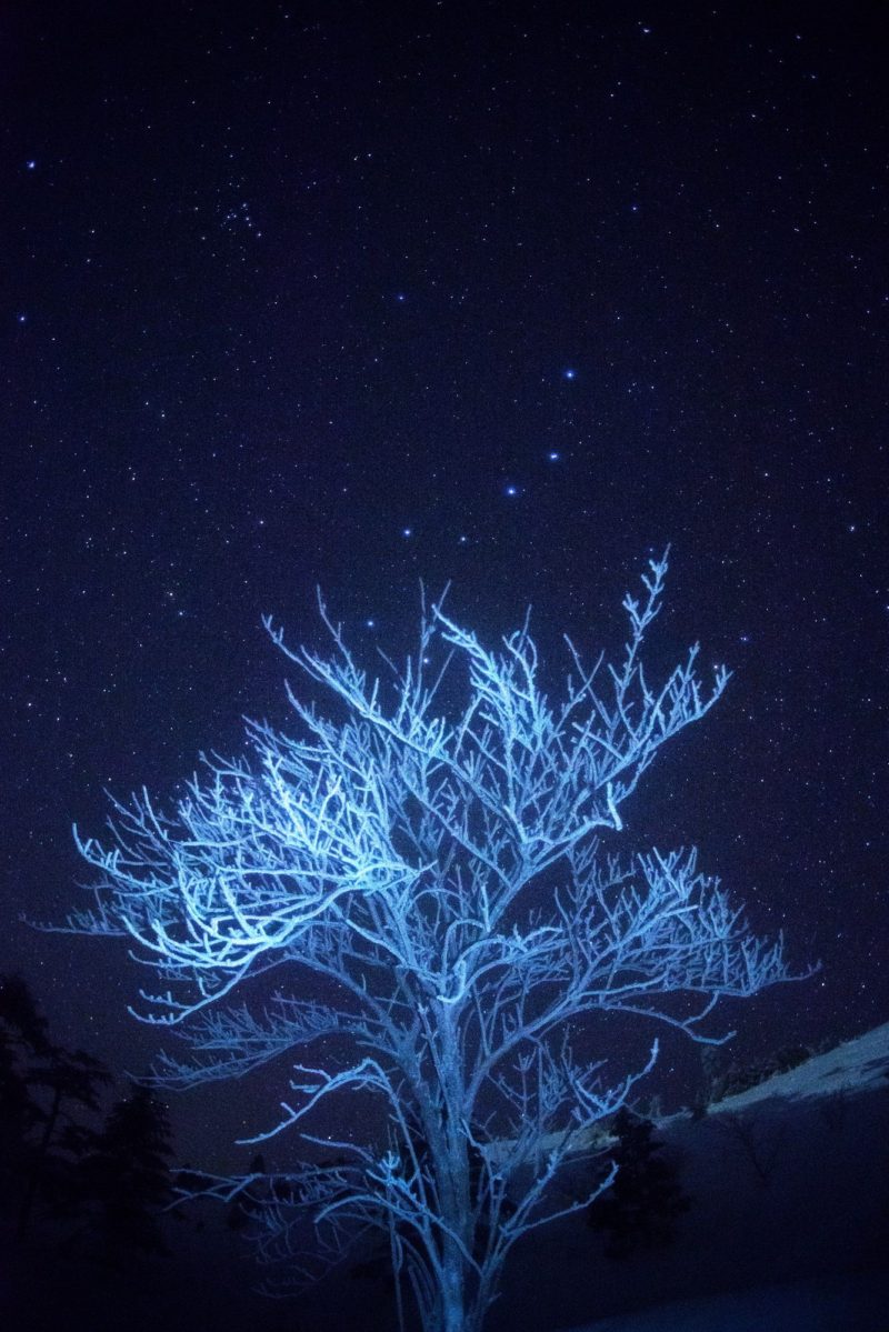 【2月】北斗の樹氷サンゴ