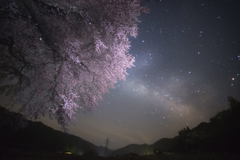 【4月】絢爛銀河の桜花(さくらばな)