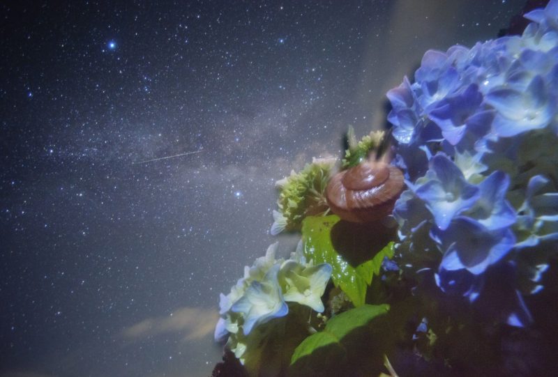 【7月】流星のカタツムリと紫陽花