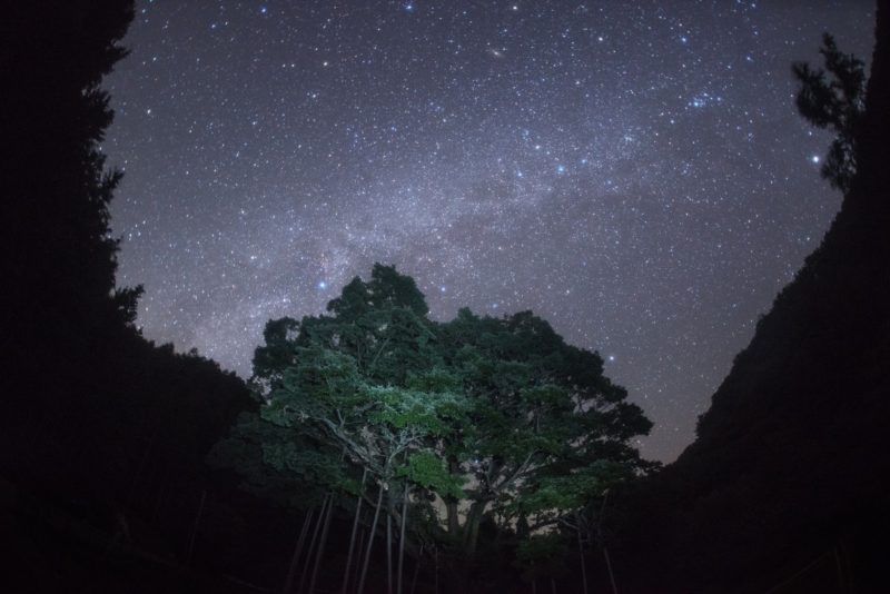 【9月】清内路ミズナラ巨木の銀河